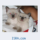 Сиамские котята