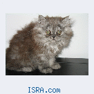 Персидские котята