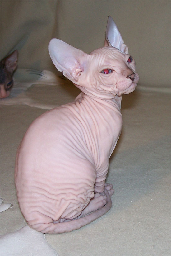 Сфинкс кошка цена