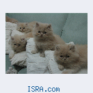 Персидские котята