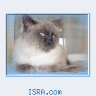 Кот породы Регдолл,1,5года