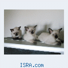 Сиамские котята