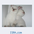 Продается британский котенок