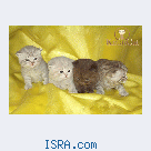 Британские котята