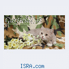 Питомник британцев GarfieldCat