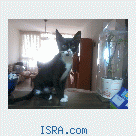 Котенок