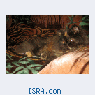 Персидские котята