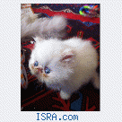 Персидские котята