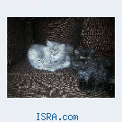 Персидские котята