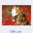 Персидские котята