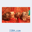 продаются котята