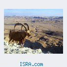 2-х дневный тур в пустыню Негев