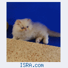 Персидские котята