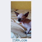 кот&#1105;нок Канадского Сфинкса