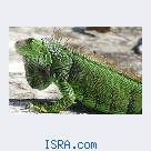 На продажу зелёная ящерица(green iguana)
