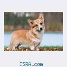 Welsh Corgi Pembroke