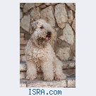 Wheaten Terrier