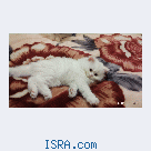 продам персидских котят.