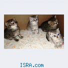 Прода&#1105;м Британских котят