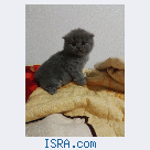 продаются шотланские котята