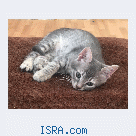 Отдам бесплатно котят !