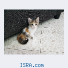 Отдам котенка