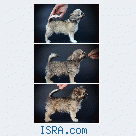 чихуахуа 3 кобеля Д/Ш, продажа , КСУ/FCI