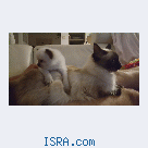 Котенок рэгдол