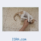 Котенок по кличке Пиратик  ищет дом!