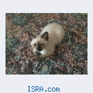 Продается Сиамский кот&#1105;нок