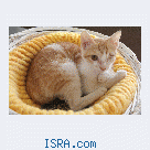Котенок очень ждет свою семью!