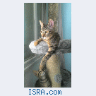 Котенок в заботливые руки