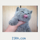 котята британские
