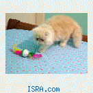 Персидские котята