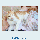 Котенок в заботливые руки