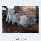 котята британские