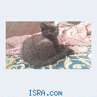 Продаётся Шотландский котенок