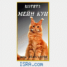 Котята Мейн кун