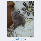 Продаётся британский котёнок