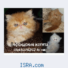 Персидские котята