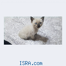 Прода&#1105;тся сиамский кот&#1105;нок