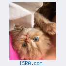 Продается Персидский котенок.