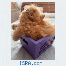 Продается Персидский котенок