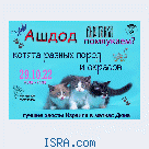 Выставка Кошек и Котят