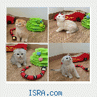 Шотландские котята.