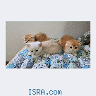 Котята для вас!