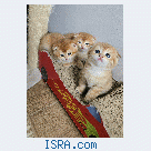 Шотландские котята.