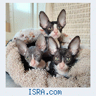 Кудрявые котята Корниш рекс