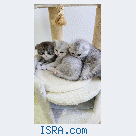 Шотландские котята.