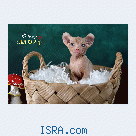 Котята Sphynx, Elf, Bambino, DWELF.